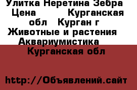 Улитка Неретина Зебра › Цена ­ 100 - Курганская обл., Курган г. Животные и растения » Аквариумистика   . Курганская обл.